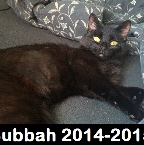 Bubbah. 2014-2015